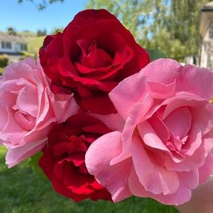 Meet your Posher, Candace